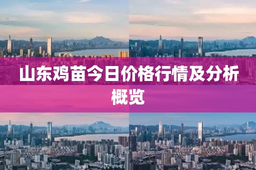 山东鸡苗今日价格行情及分析概览