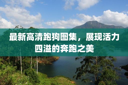最新高清跑狗图集，展现活力四溢的奔跑之美