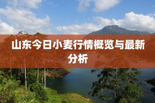 山东今日小麦行情概览与最新分析
