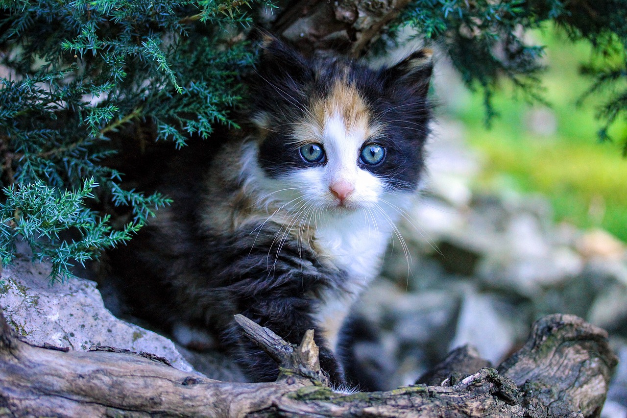 猫咪乐园新版，猫奴的梦幻世界探索