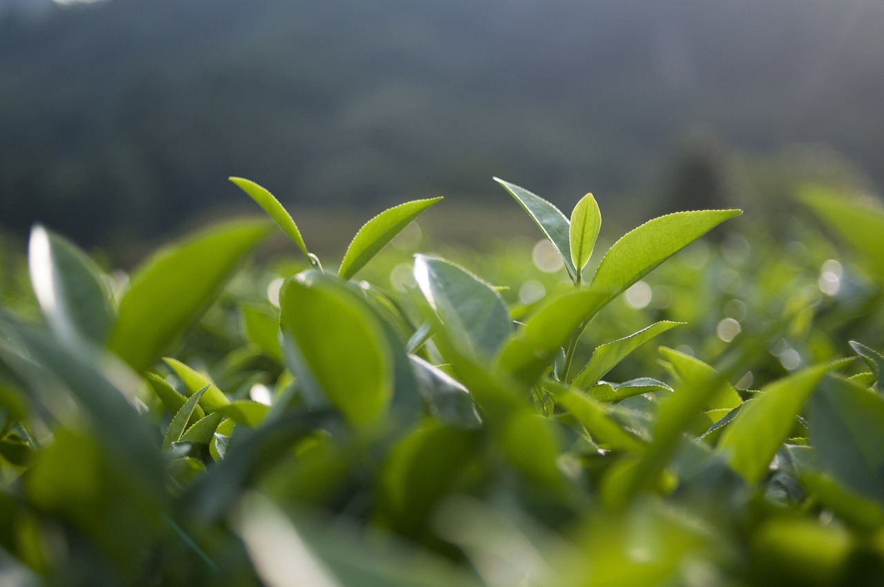 地笋价格分析，最新一斤价格多少钱？