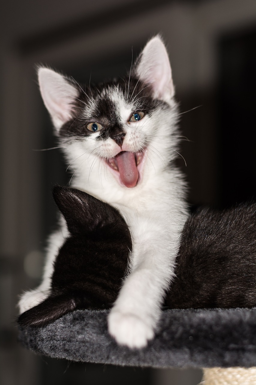 黑猫动漫图片的魅力与影响，探索一张图片的力量与影响