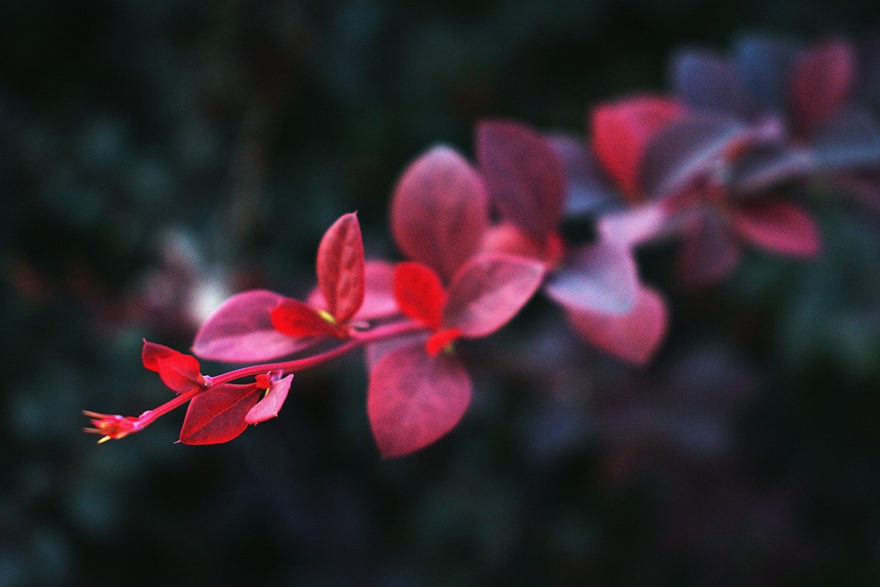 落花时节又逢君电视剧，深度解读与感悟启示