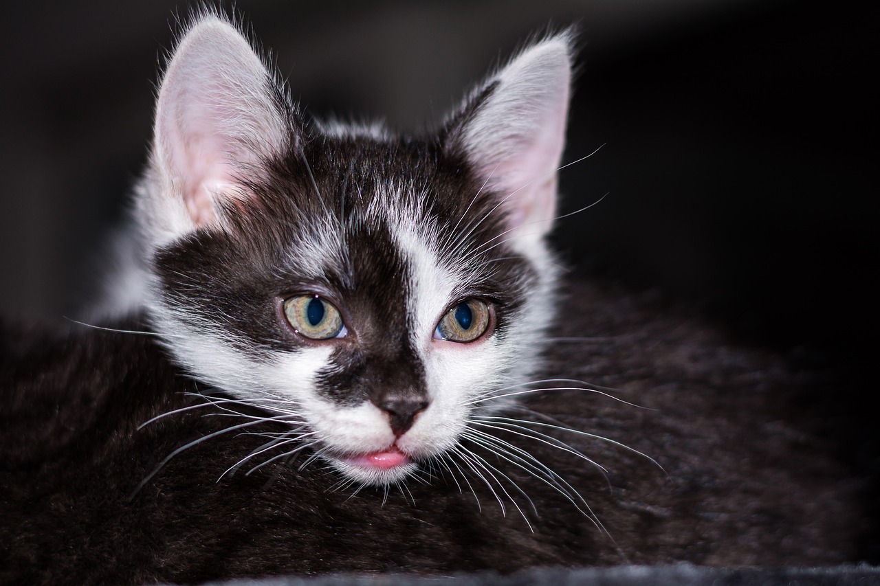 东京猫猫持续引领潮流前线，魅力不减的最新动态