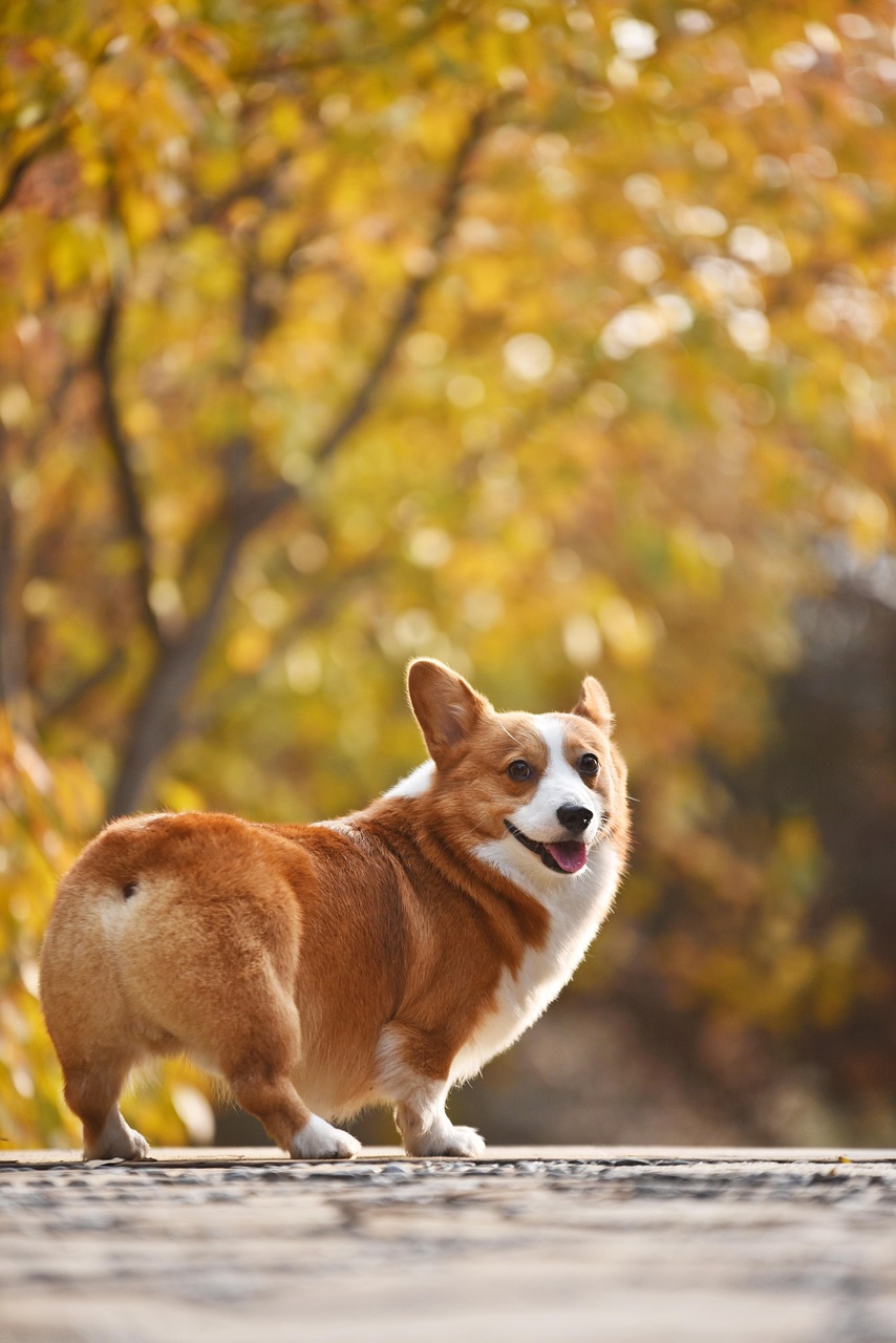 柯基比赛，活力四溢的赛场盛宴，萌犬竞技狂欢！