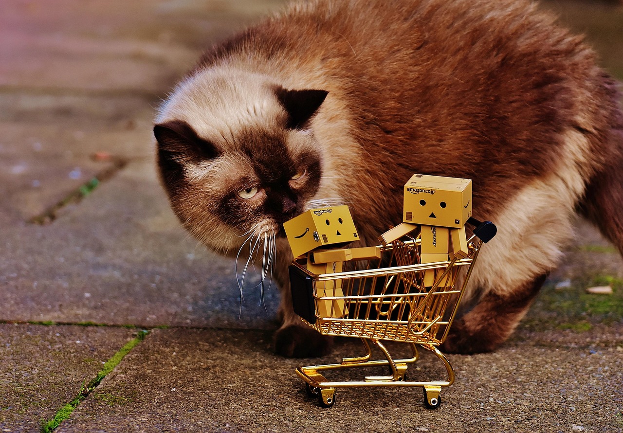 猫兔跨物种友谊展现，最新互动视频发布！