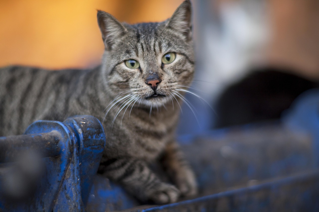 猫咪直播最新版本，体验升级与互动创新的完美融合