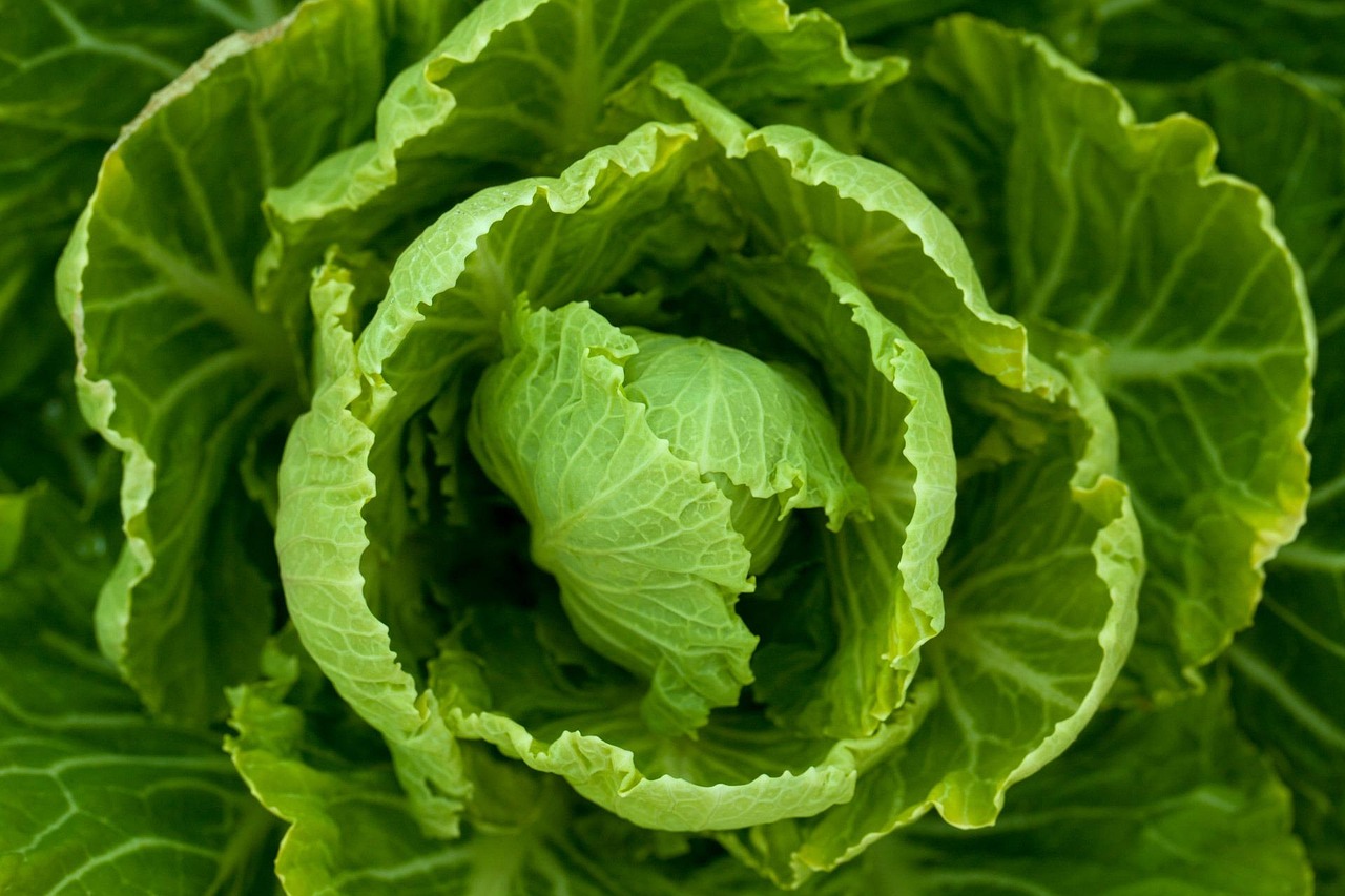 大白菜价格最新行情及分析概述