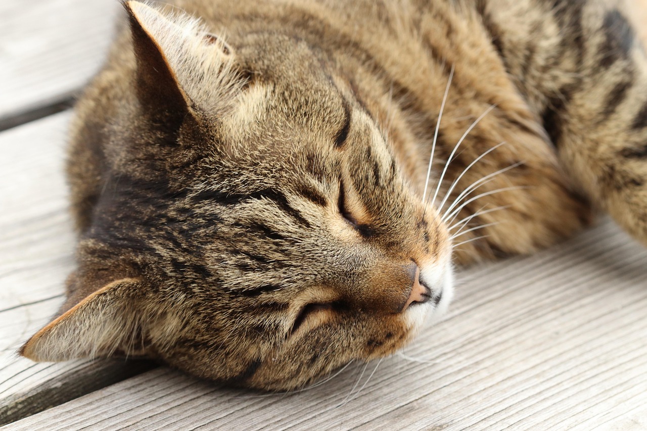 猫咪时尚穿搭指南全攻略，打造猫咪时尚造型的必备指南