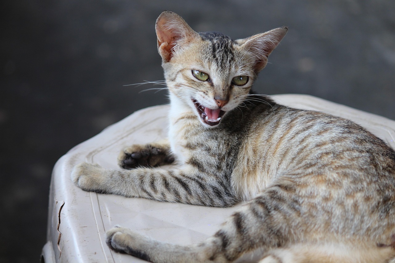 猫九酱最新资讯，探索猫的世界，时尚潮流尽在掌握