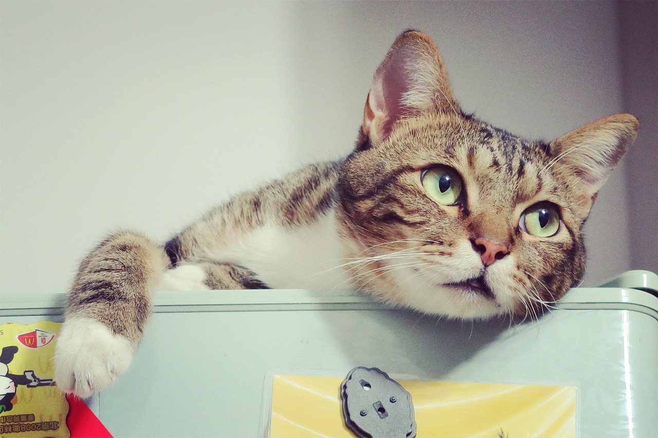 最新猫猫爱网址，猫咪爱好者的网络乐园探索