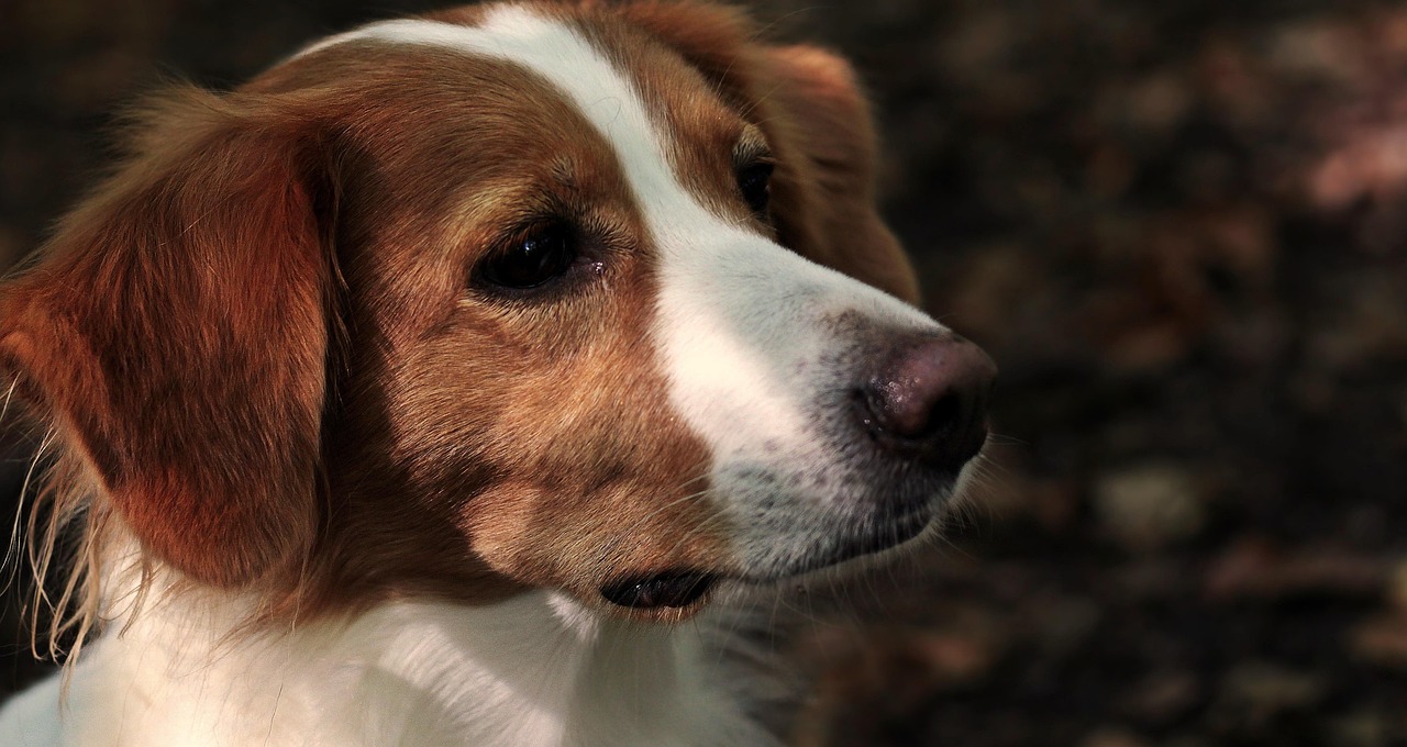 马犬最新报价揭秘，购买马犬的价格及注意事项一网打尽！