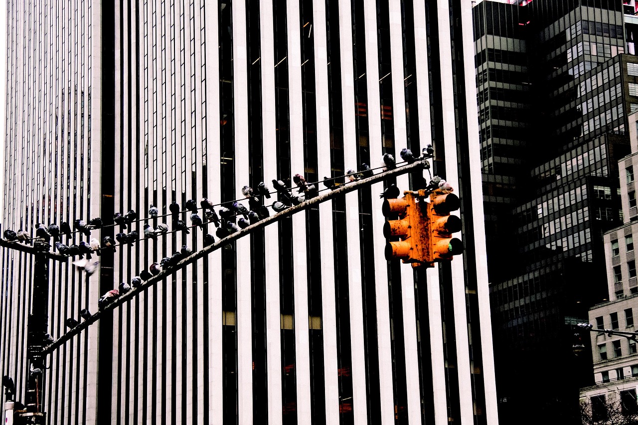 四月蛇笼养殖技巧，提升效益的关键要点